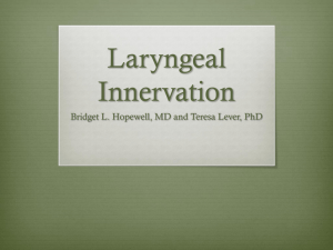 Laryngeal Innervation