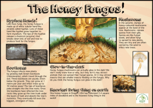Honey Fungus Poster