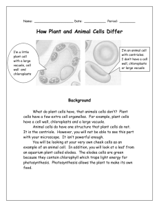 How Plant and Animal Cells Differ