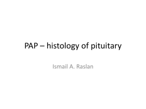 PAP – histology pitu..