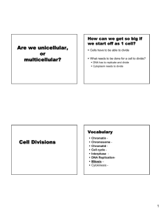 Are we unicellular, or multicellular? Cell Divisions