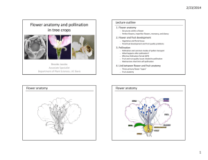 Flower anatomy and pollination in tree crops