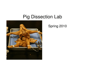 Fetal Pig Lab Dissection Process