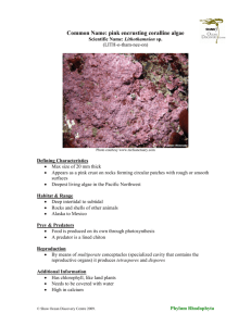 Common Name: pink encrusting coralline algae