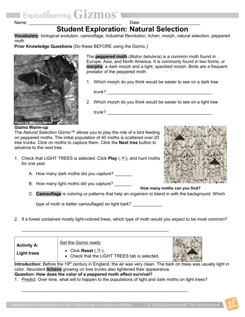 Worksheet Peppered Moth Simulation Worksheet Worksheet Fun Worksheet