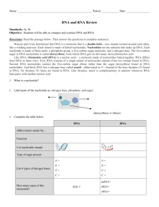 DNA and RNA Review WS