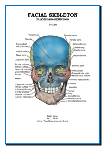 Dr.Kaan Yücel http://yeditepeanatomy1.org Facial skeleton facıal