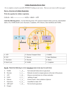 Cell Respiration Key