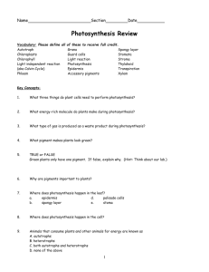 Photosynthesis Quiz Review
