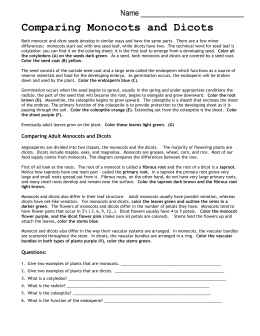 Monocots vs - msamandakeller