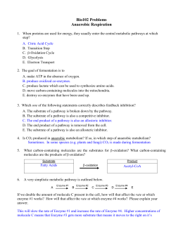 Worksheet - Enzymes