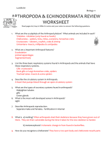 arthropoda & echinodermata review worksheet
