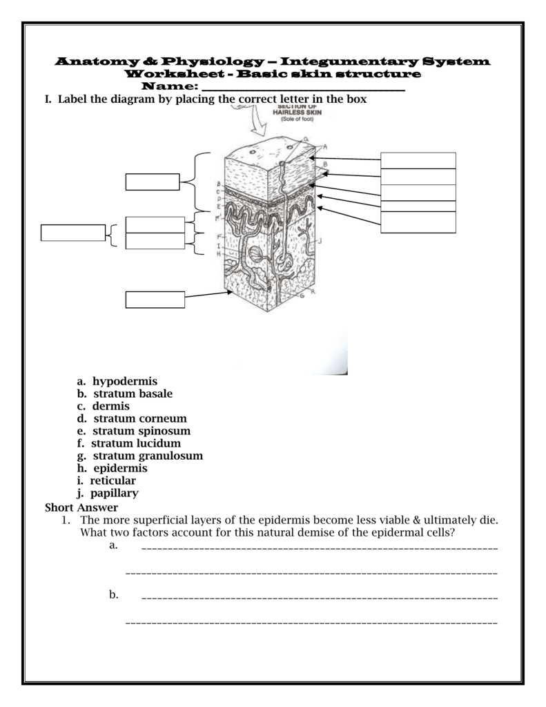 Integumentary System Activity Sheet