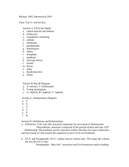 Protista Worksheet New