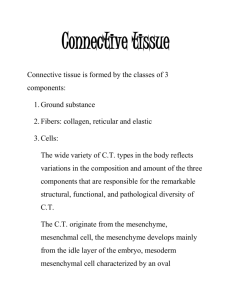 Connective tissue Connective tissue is formed by the classes of 3