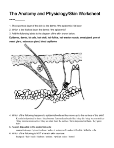 4: The Anatomy and Physiology/Skin Worksheet