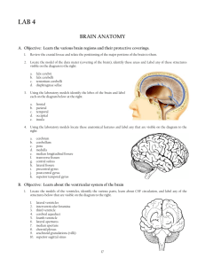 (4) Brain Anatomy