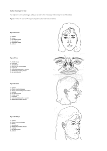 Surface Anatomy of the Nose
