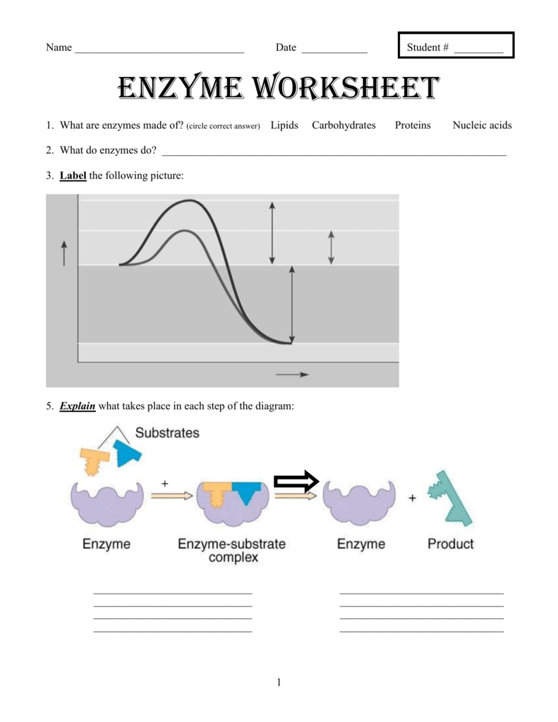 Enzyme Graphing Worksheet Answer Key Breadandhearth