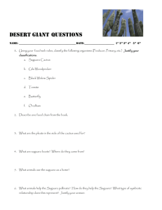 Desert Giant Questions