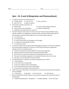 Ch. 9 and 10 quiz (photosynthesis and respiration)