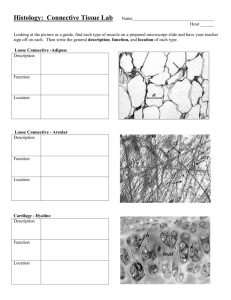 Lab Histology of Connective Tissue