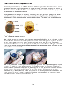 Instructions for Sheep Eye Dissection