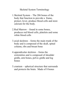 Skeletal System Terminology