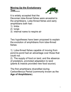 amphibians-reptiles