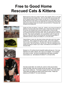 Free to Good Home Rescued Cats & Kittens Mama