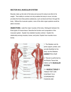 SECTION 46-3, MUSCULAR SYSTEM