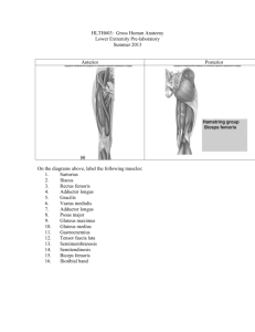 HLTH603: Gross Human Anatomy Lower Extremity Pre