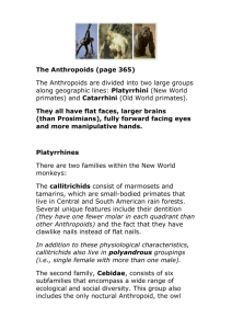 The_Anthropoids