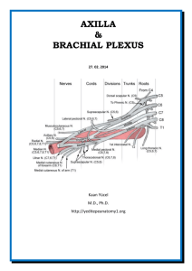 Dr.Kaan Yücel http://yeditepeanatomy1.org Axilla & Brachial plexus