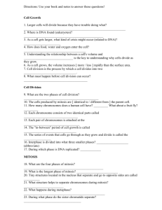 Mitosis Worksheet Questions