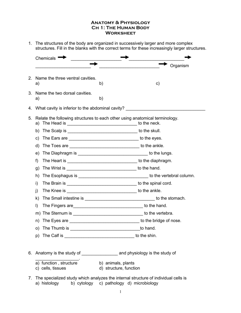 Human Body Orientation Worksheet Answers