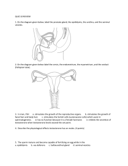 reproductive system quiz worksheets studylib