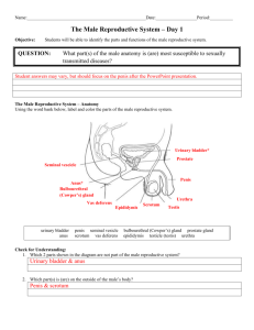 Day 1 Male Anatomy - Answer Sheet
