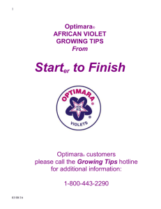 African Violet Culture