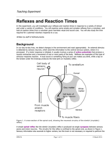 Reflexes and Reaction Times