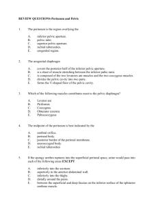 REVIEW QUESTIONS-Perineum and Pelvis