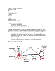 Chapter 7 Nervous System Notes