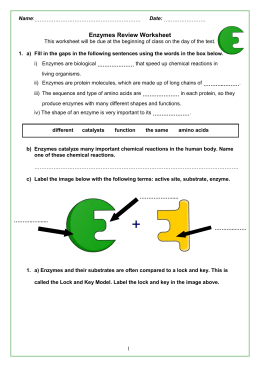 Enzyme Worksheet