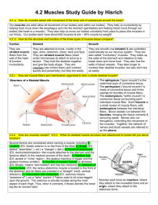 4.2 Muscles Study Guide by Hisrich