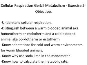 Cellular Respiration Gerbil Metabolism