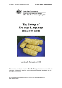 The Biology of Zea Mays L. ssp mays (maize or corn)