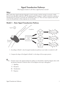 Basic Signal Transduction Pathway