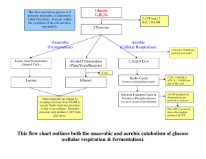 This flow chart outlines both the anaerobic and aerobic catabolism