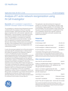 Analysis of F-actin network reorganization using IN Cell Investigator
