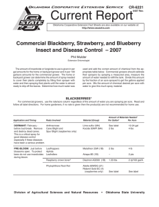 Fruits - Blackberry, Strawberry, and Blueb